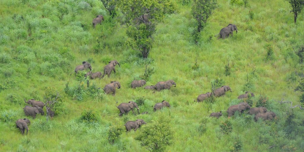 Conservation Win for Elephants in Mozambique - The Planetary Press