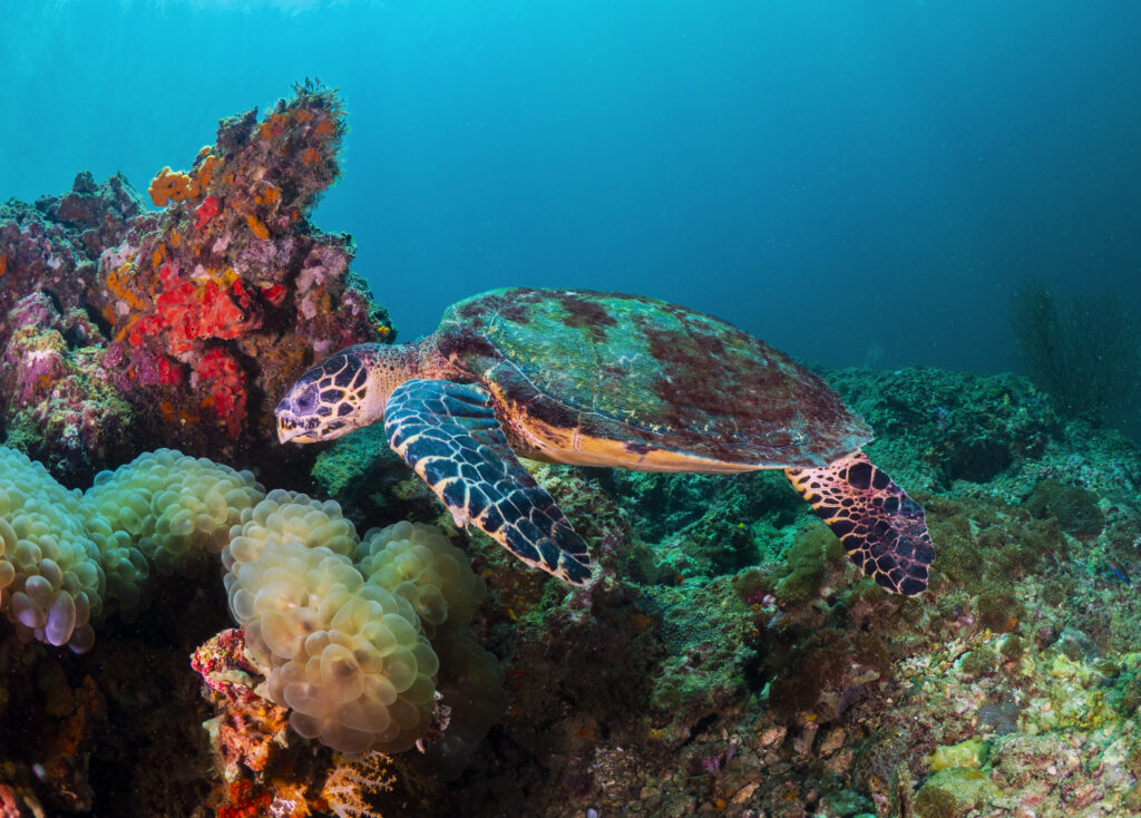 Philippine Village Delivers Nearly 300 Critically Endangered Sea Turtle ...