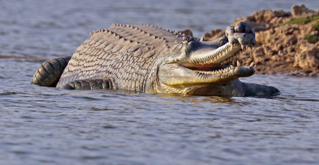 Pakistan Moves to Reintroduce Critically Endangered Crocodilians Back ...