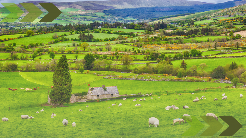 Ireland Has Lost Almost All Of Its Native Forests – Here’s How To Bring 